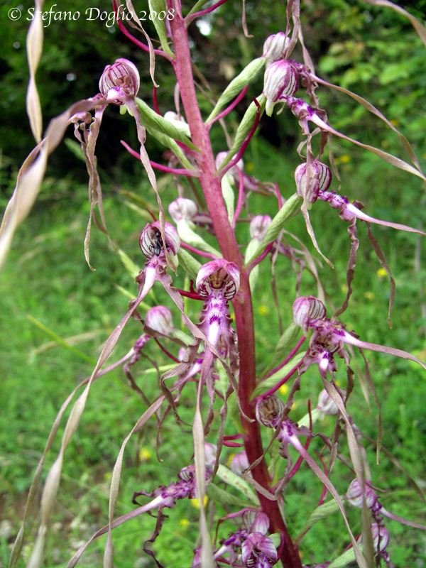 Orchis spitzelii e altro dai Simbruini